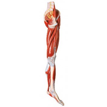 MUSCLES OF LEG WITH MAIN VESSELS & NERVES (SOFT)